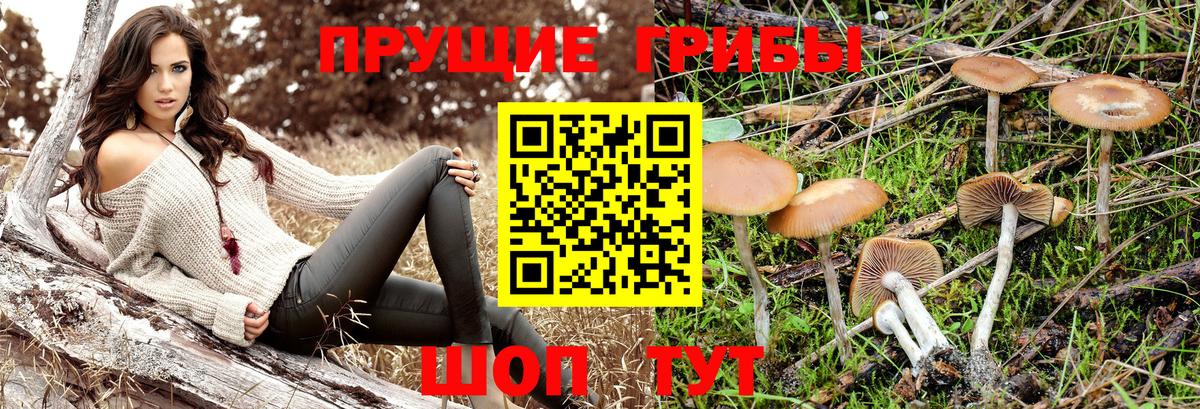 Псилоцибиновые грибы Psilocybe Тайшет